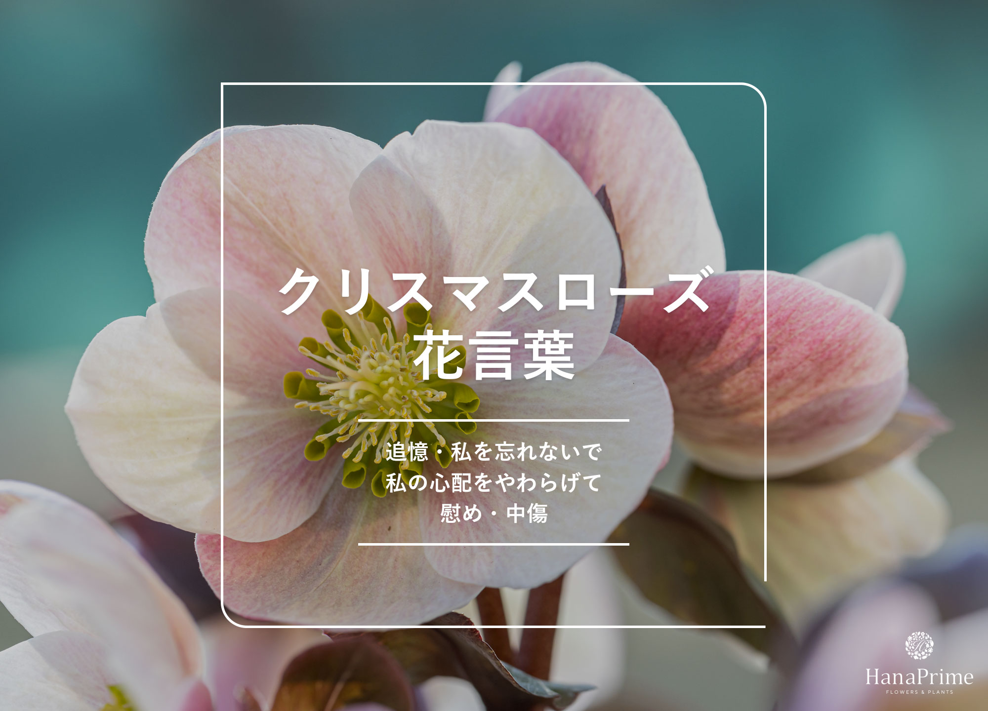 クリスマスローズの花言葉は怖い？色別の意味や由来・毒性の真相
