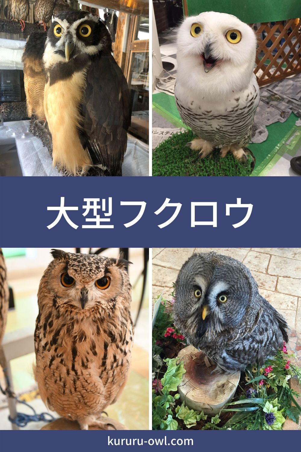ふくろうの森の料金と評判を現地検証！混雑回避と注意点【2026】