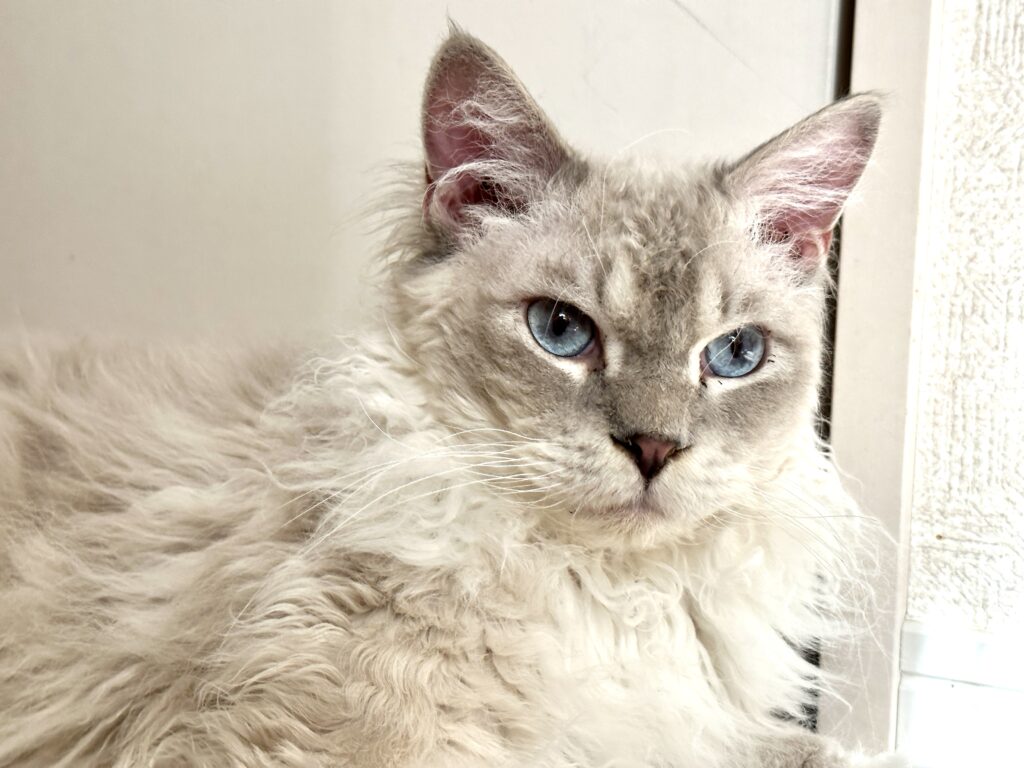 くるくる巻き毛の猫ラパーマの真実！性格や抜け毛・値段相場を徹底解剖
