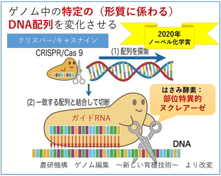 軌道上に輝くポップカルチャーの遺伝子：なぜ今「あのフレーズ」が2026年の宇宙開発を牽引するのか