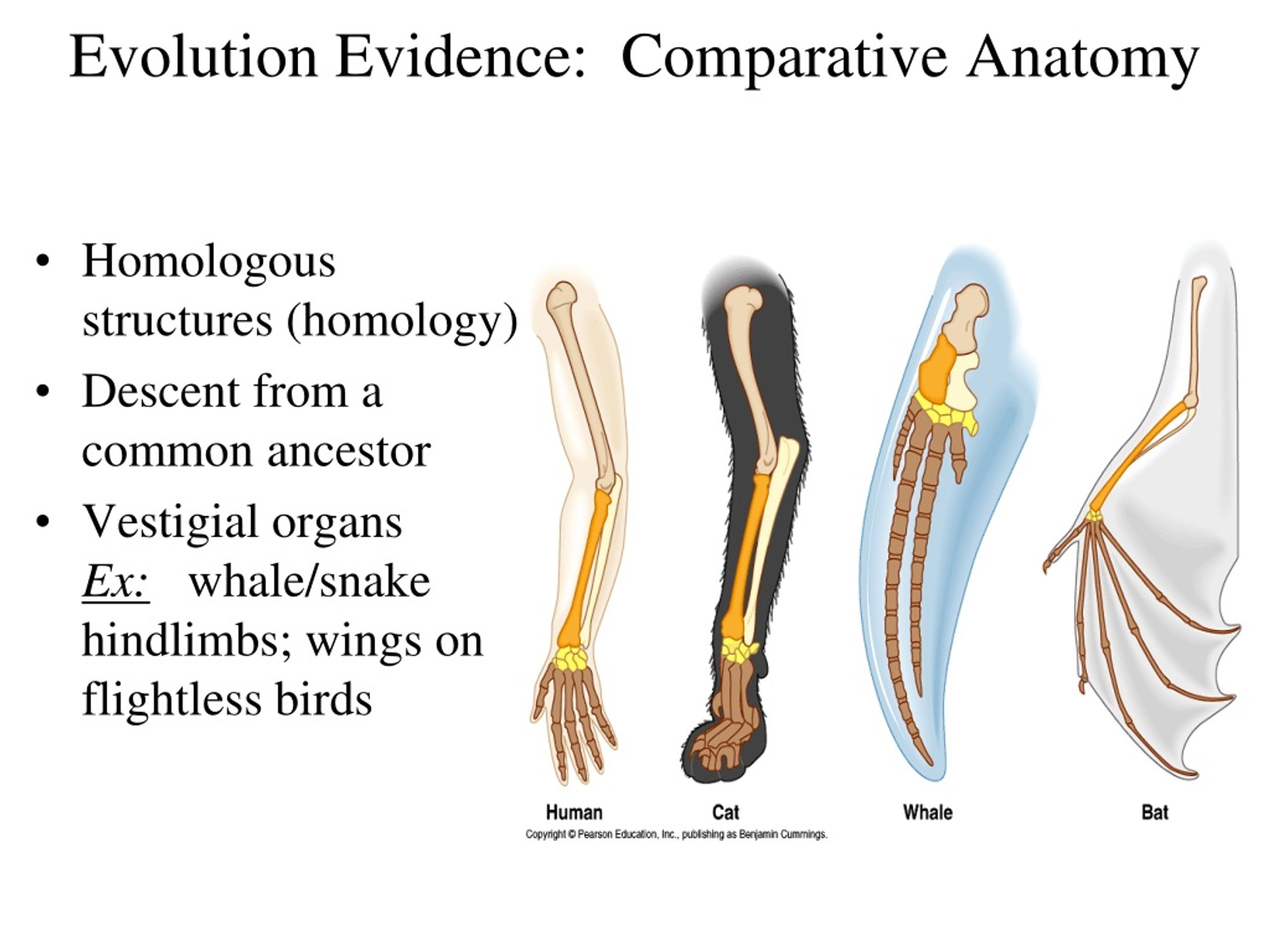 How Does Comparative Anatomy Provide Evidence for Evolution