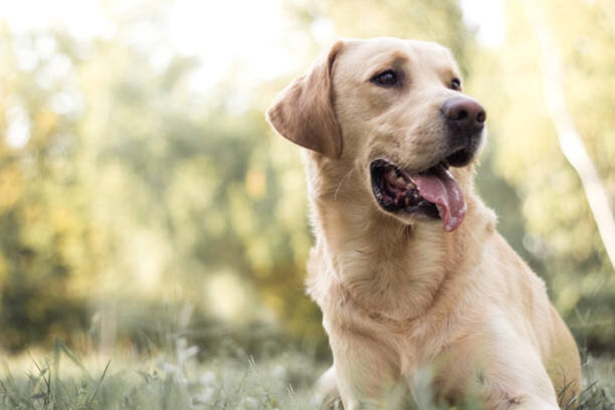 なぜ耳が垂れる？垂れ耳犬の進化の真相と外耳炎予防・人気犬種ランキング