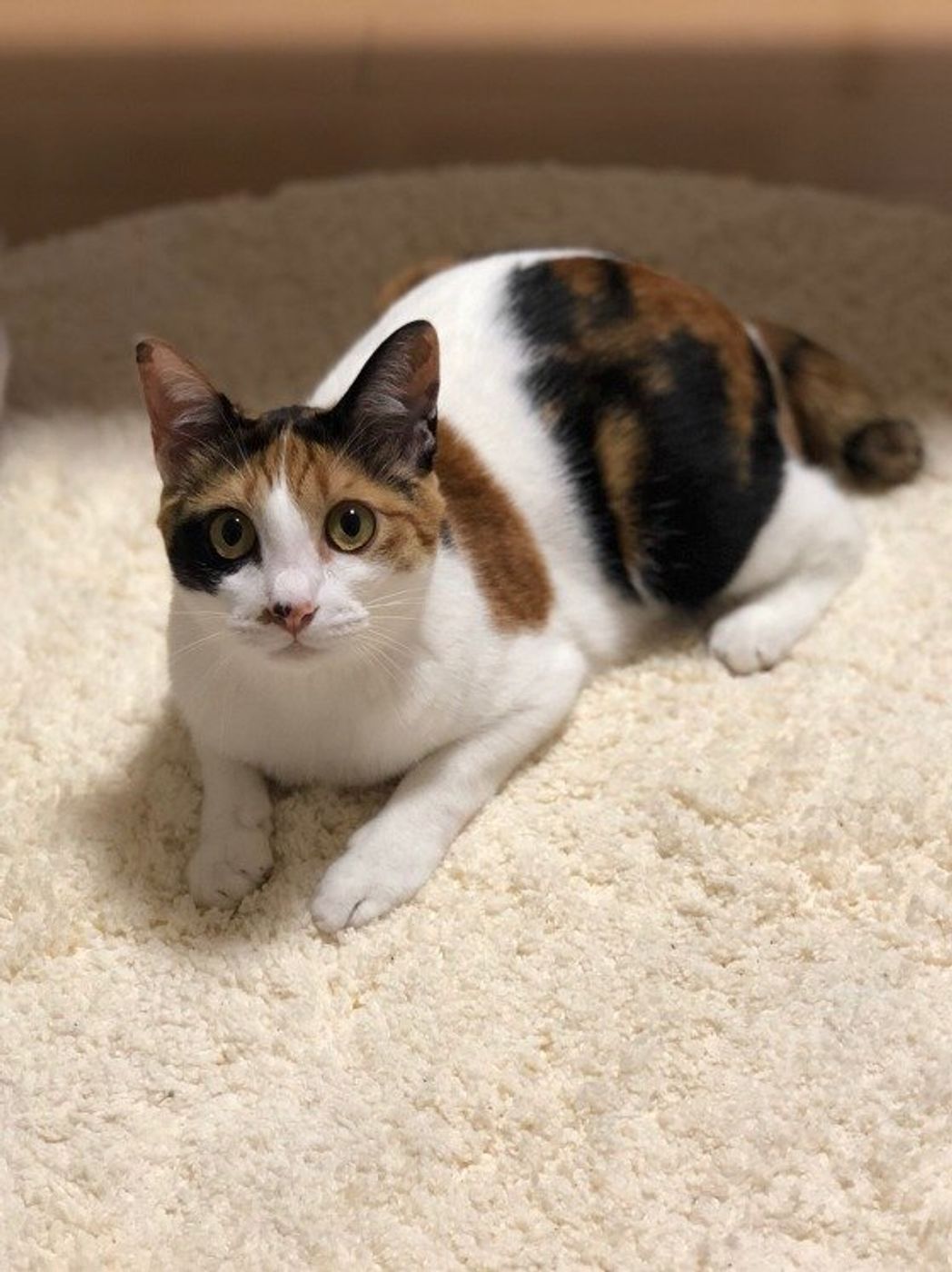 みけねこ独占取材！激動を乗り越えた先に見える新プロジェクトの全貌