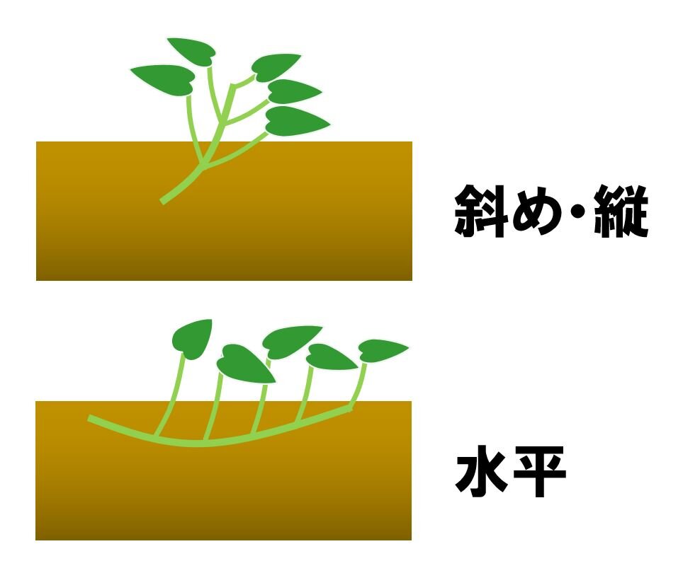 さつまいも苗の植え方決定版！失敗する理由と豊作を掴む最新の極意