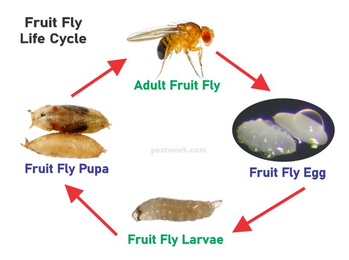 Do Fruit Flies Turn into Big Flies