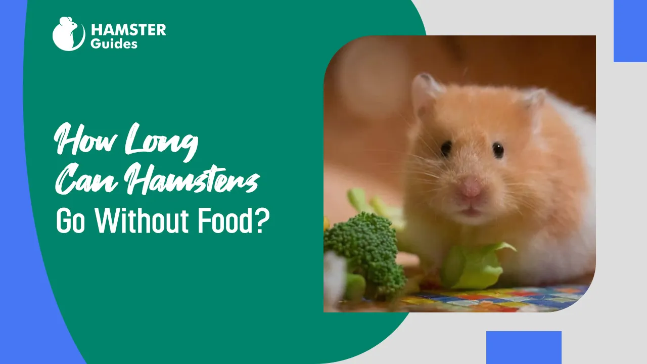 How Long Can Hamster Go Without Food