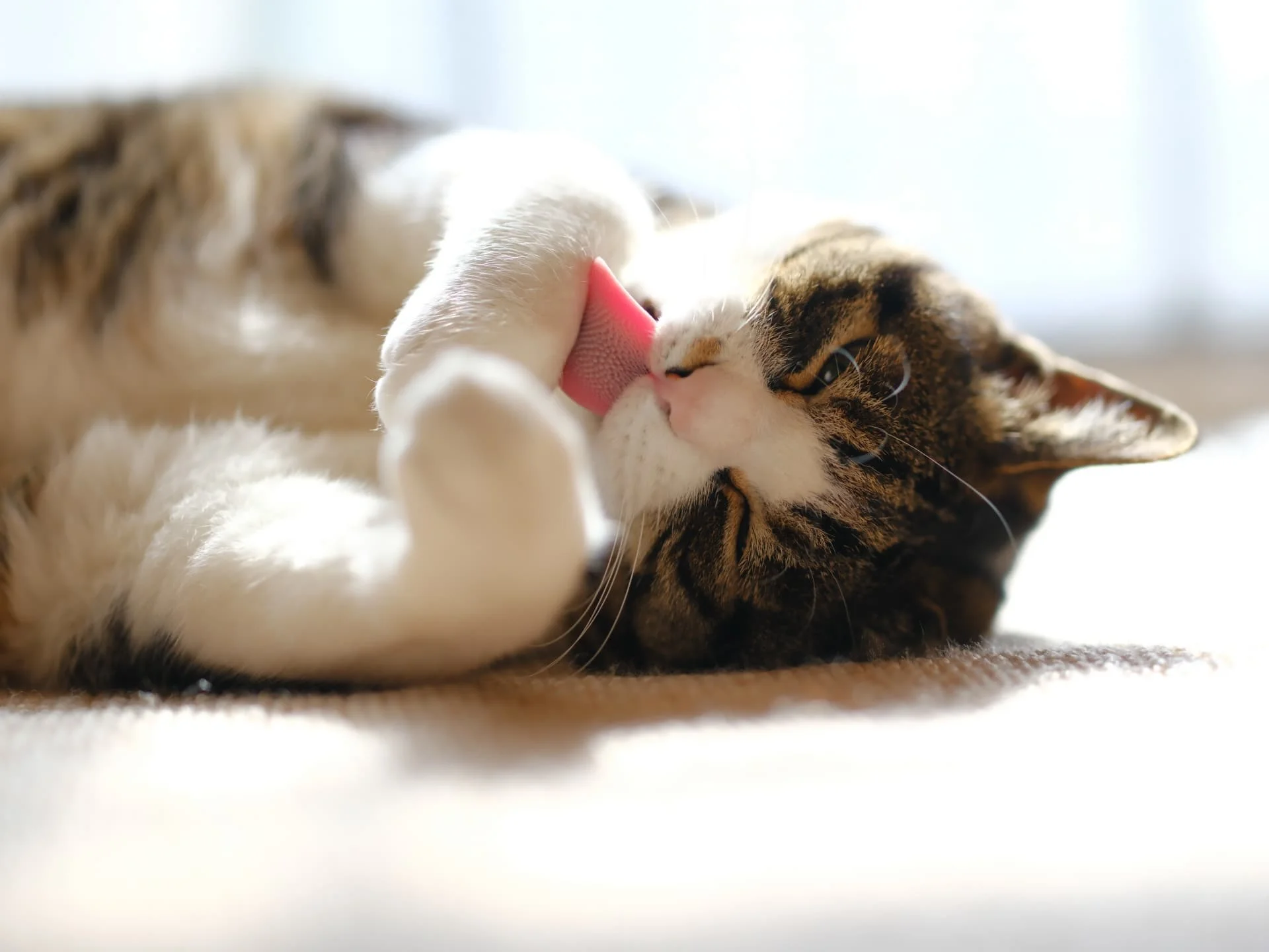 猫が毛玉を吐かないのは病気？便に出る仕組みと毛球症の危険サイン