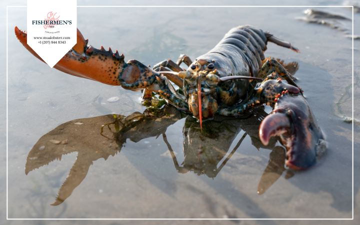 Can Lobsters Survive out of Water