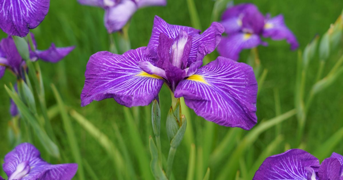 あやめの花言葉と知られざる裏の意味！色別の象徴と失敗しない贈り物術
