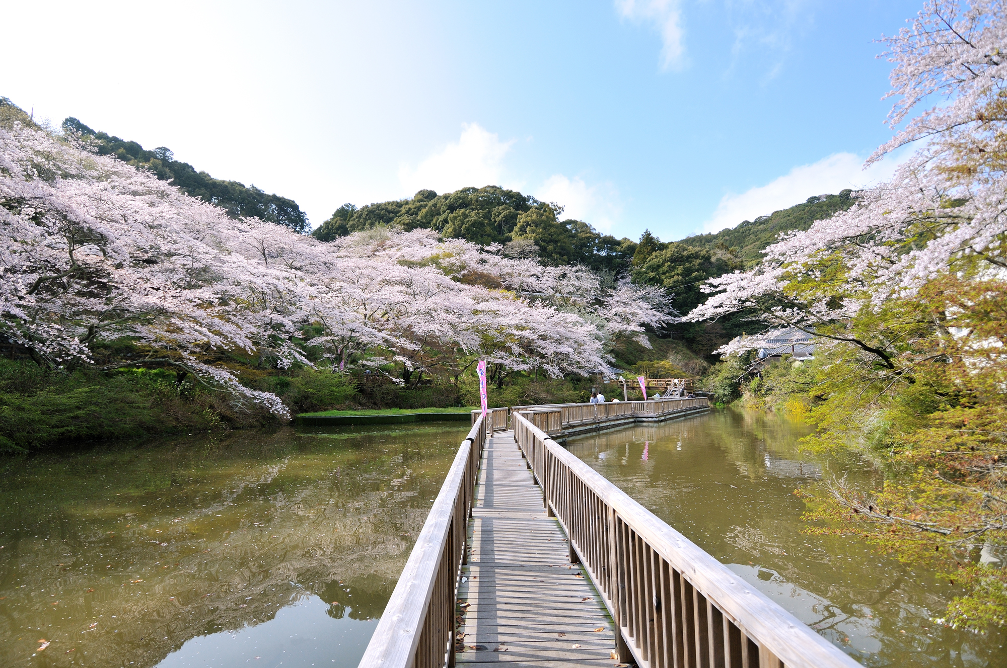 城下町から水辺まで！浜松市で巡る絶景桜スポットと満開ルート