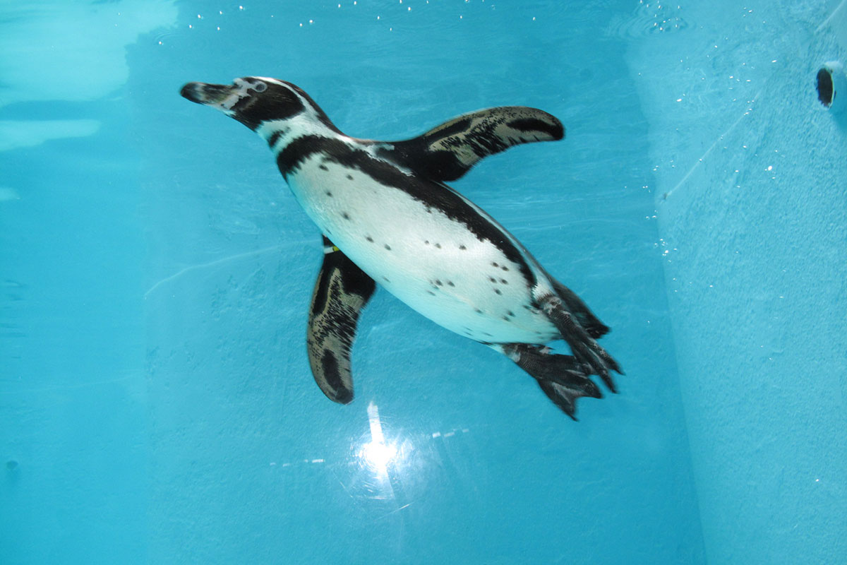 【動画まとめ】 ペンギン の 問題 最終 回 最新出演情報まとめ #684