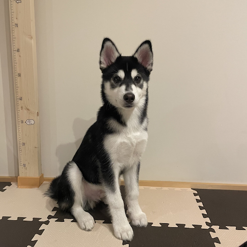 【噂】 ハスキー に 似 た 犬 衝撃の最新ニュース #687