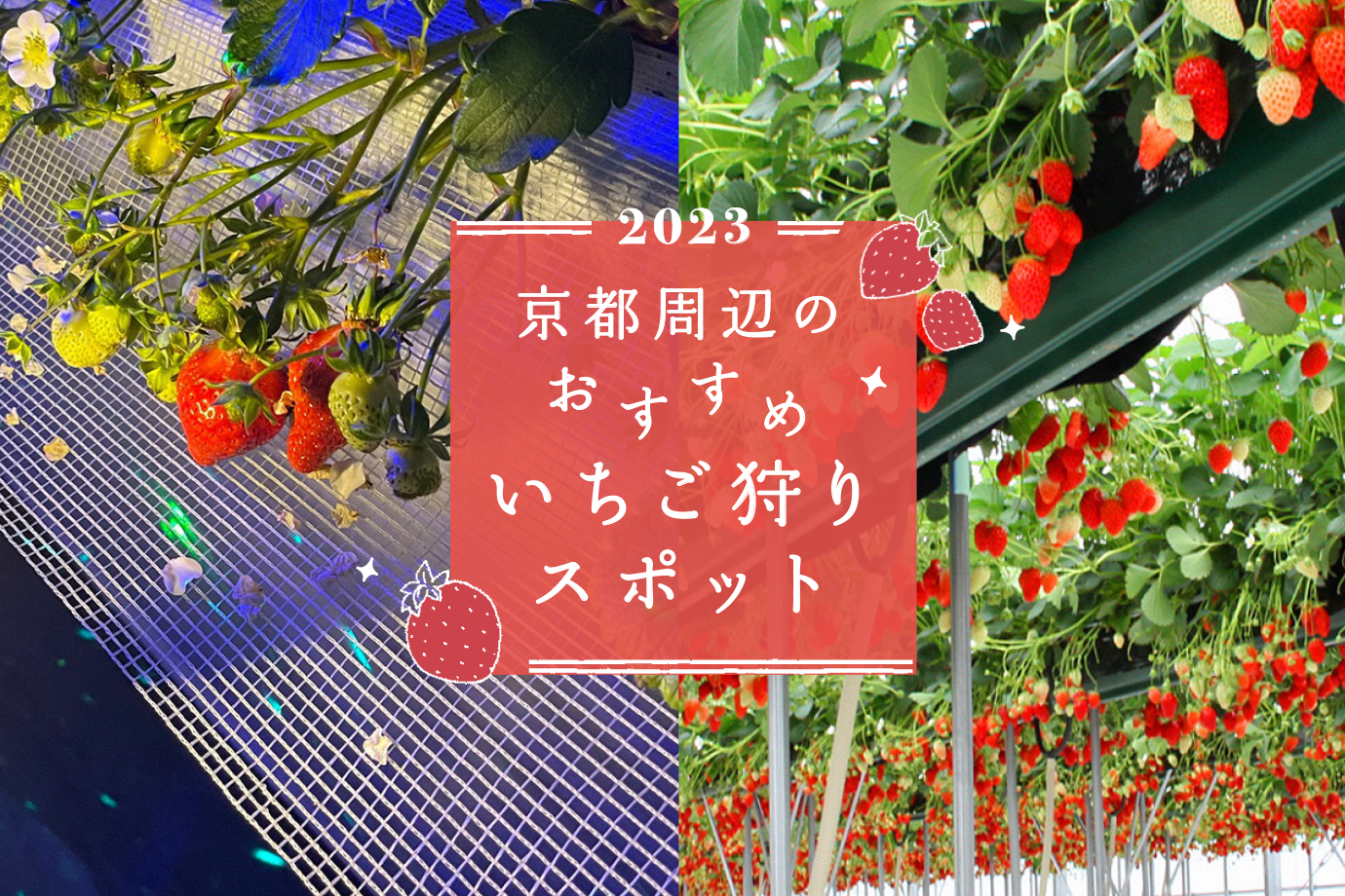 【2026最新】京都いちご狩り攻略！人気農園の予約と穴場を徹底比較