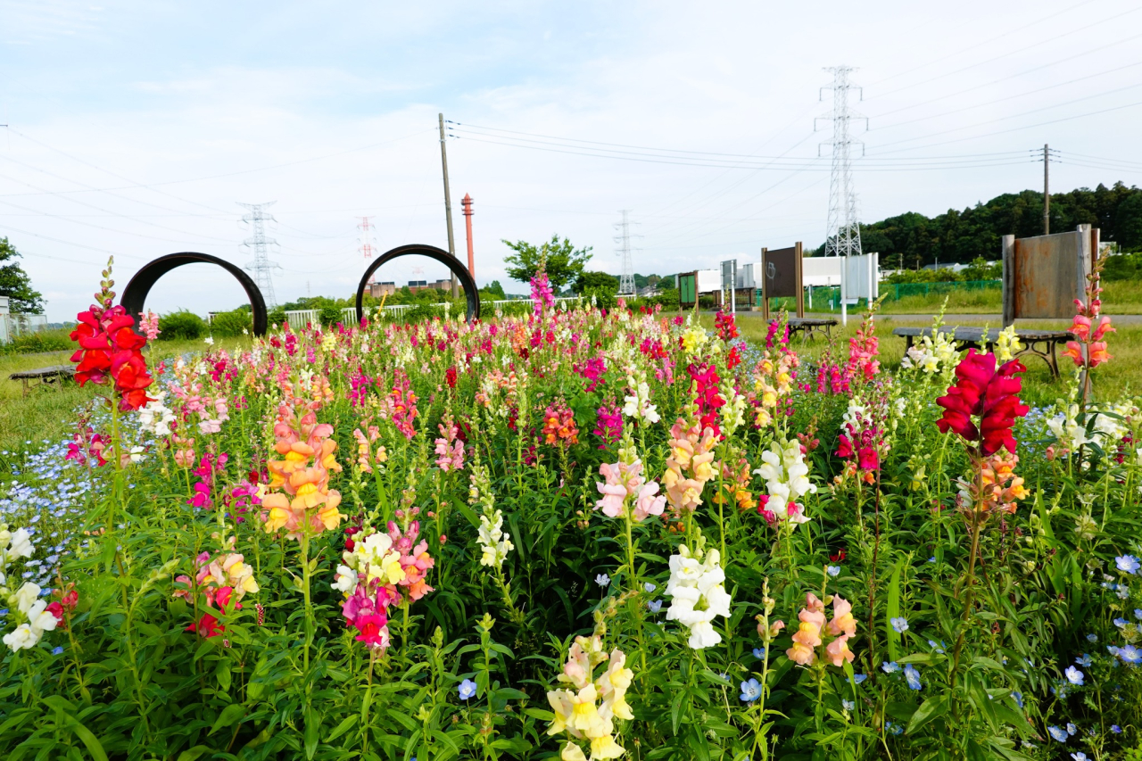 柏ふるさと公園2026年徹底解剖！駐車場・大型遊具・Bbqの攻略法