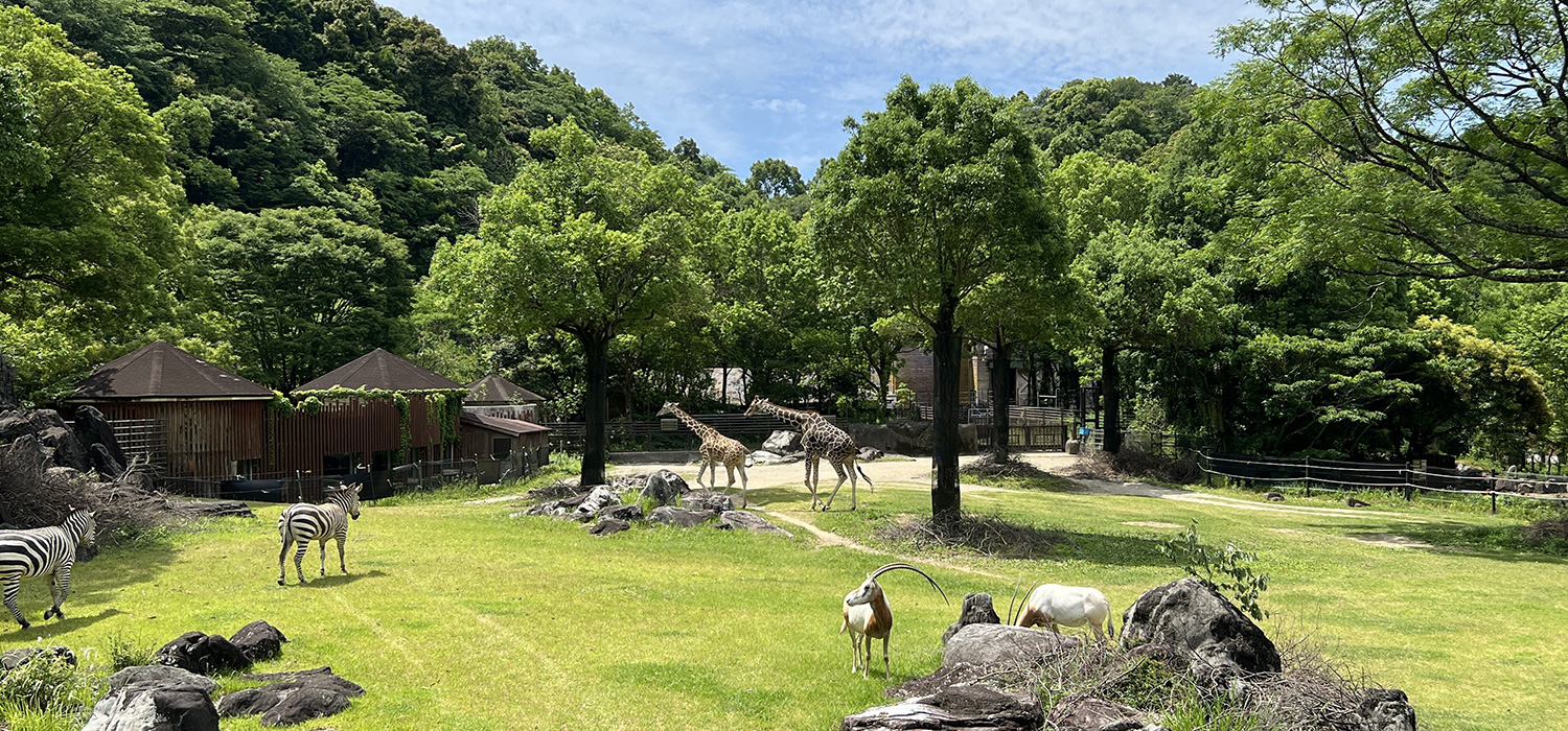 高知県立のいち動物公園が日本一に選ばれる理由と2026年完全攻略法