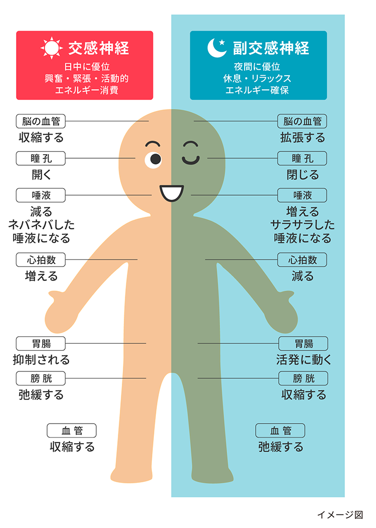 なぜ寝てもだるい？疲れやすい人の特徴と自律神経・隠れ貧血の真相