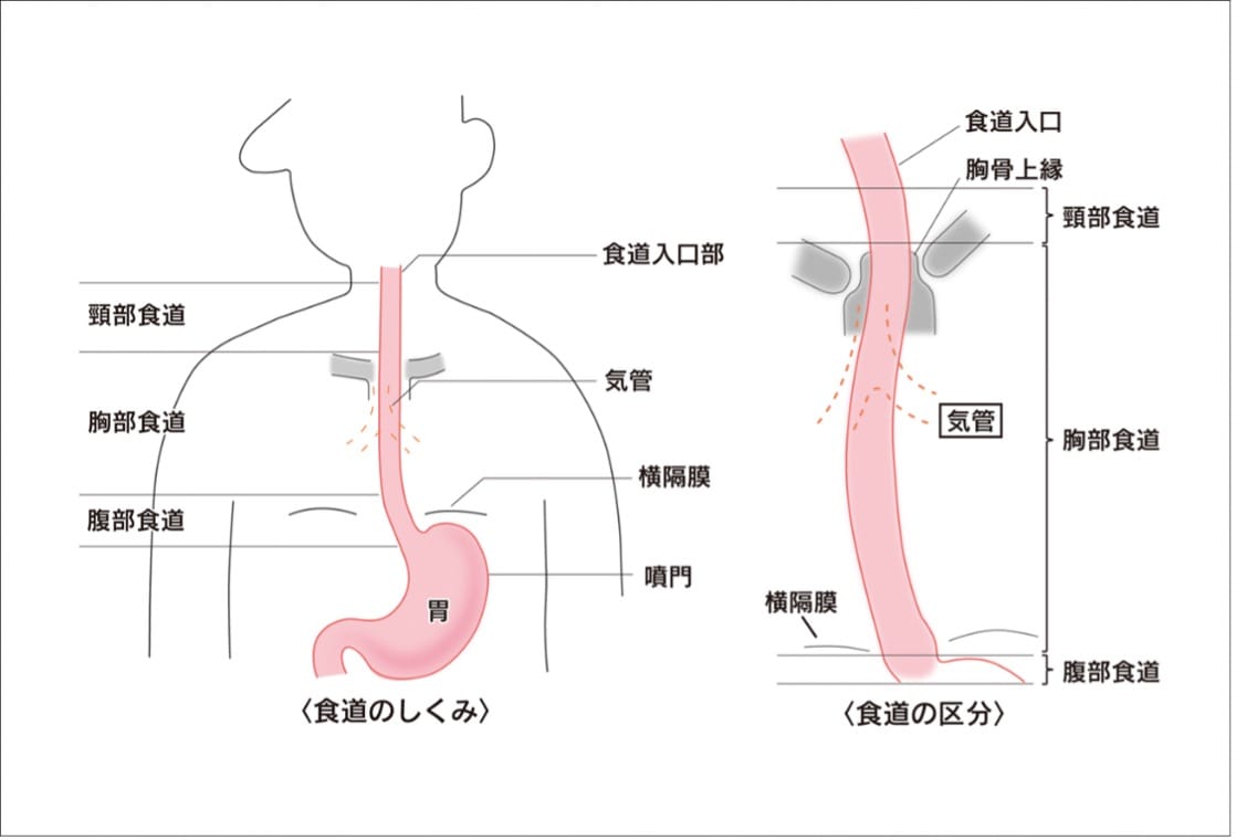 【2026年最新】Switchフレンドコードの確認・送り方と危険性の真相