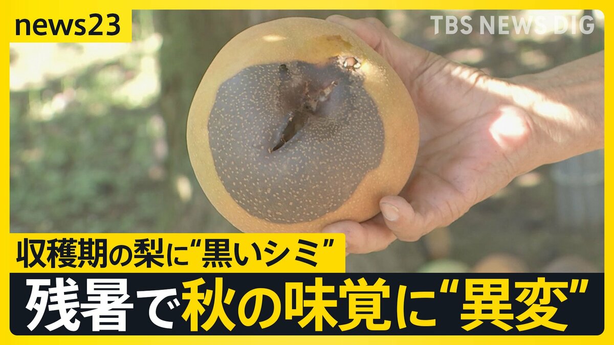 【2026年最新警告】秋の味覚に潜む罠、なぜ「銀杏」で命を落とすのか？医師が鳴らす警鐘と正しい食べ方
