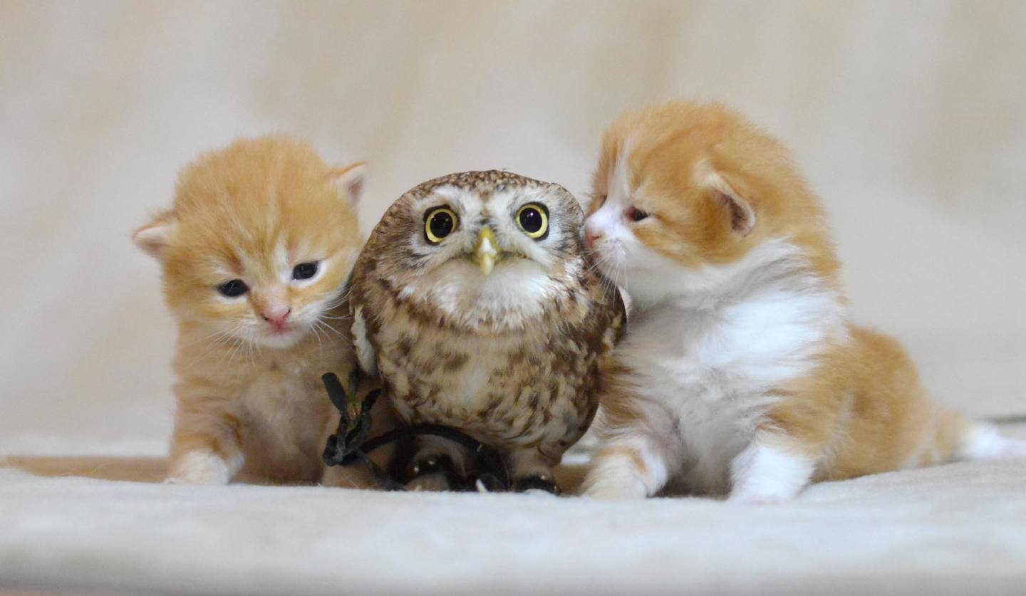 フクロウと猫の同居は危険？仲良し動画の裏に潜む捕食リスクと真相