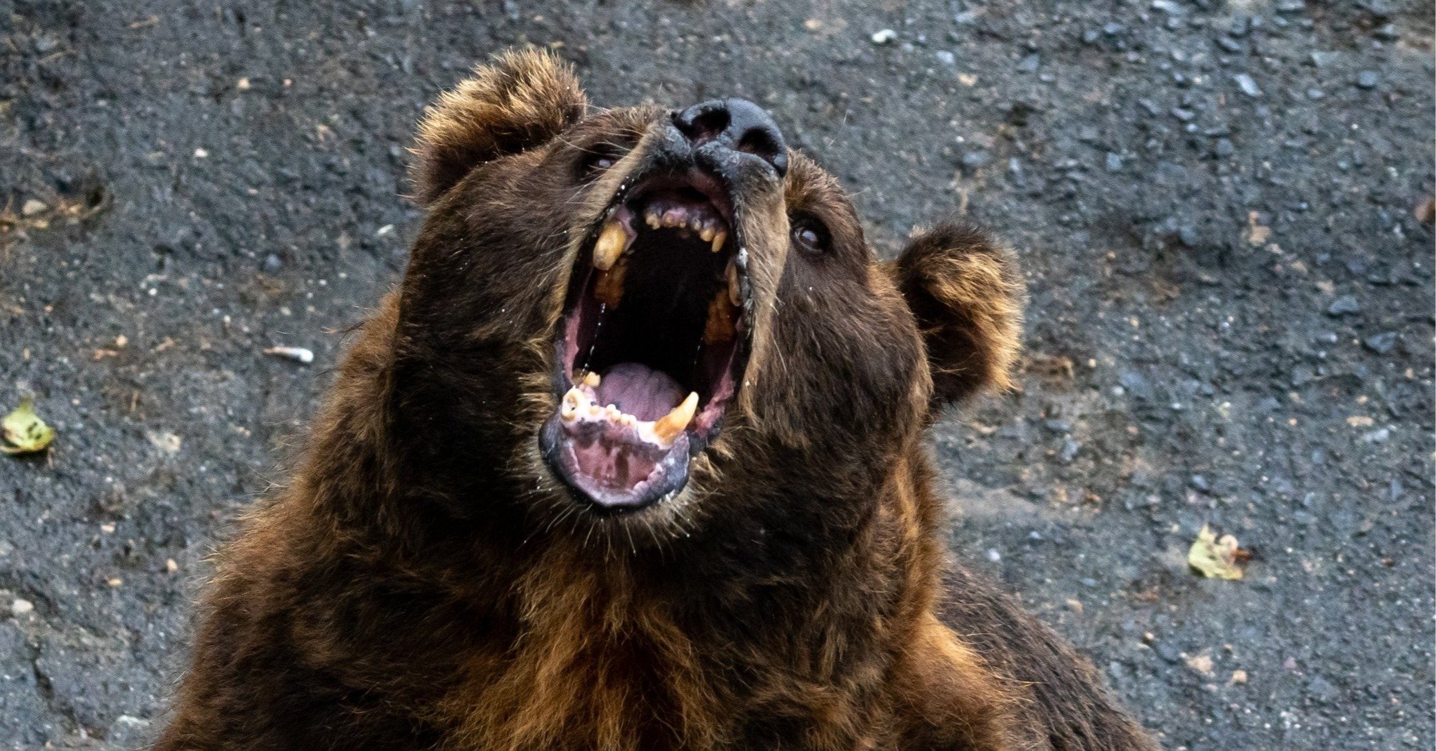 北海道でヒグマの人食い被害が急増？恐ろしい実態と生還の緊急対策