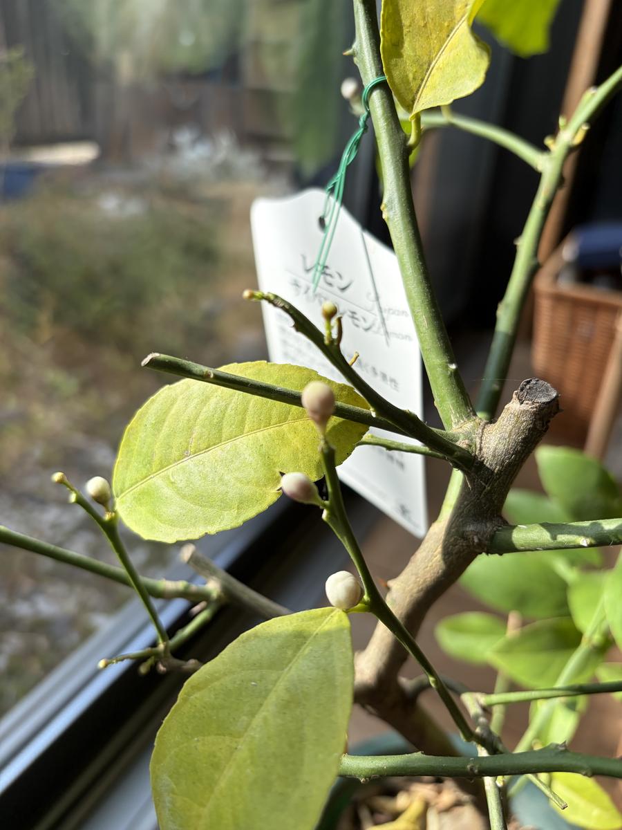レモンの植え替え時期は春か秋か？失敗して枯れる原因と成功の法則