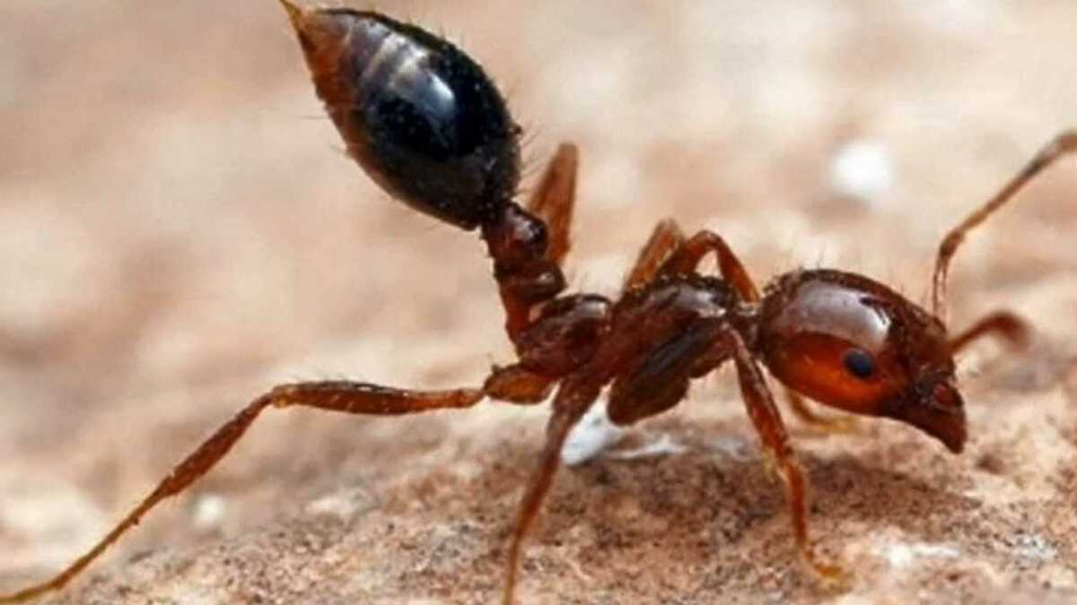 日本の危ないアリ最新事情！ヒアリ定着リスクと刺された時の対処法
