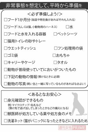 「ペットの命を救う1枚」が義務化寸前？2026年の防災対策で急増する猫ステッカーの真実