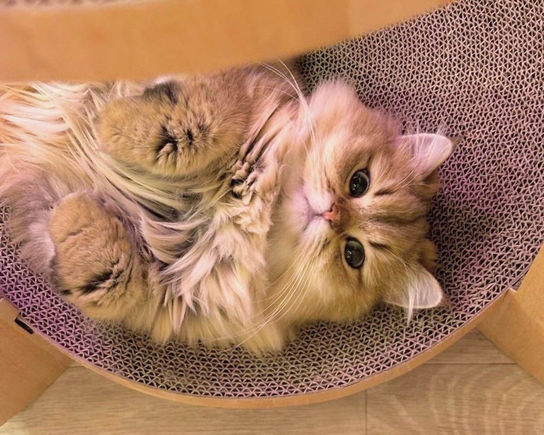 福岡の猫カフェ徹底比較！天神・博多の穴場と料金の真相【2026】
