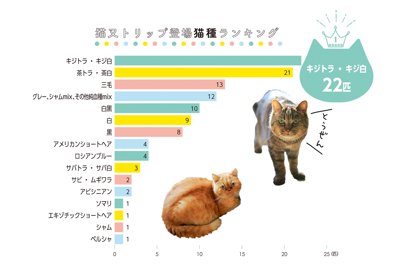 キジトラ猫の寿命は本当に長い？平均寿命と2026年最新の長寿の秘訣