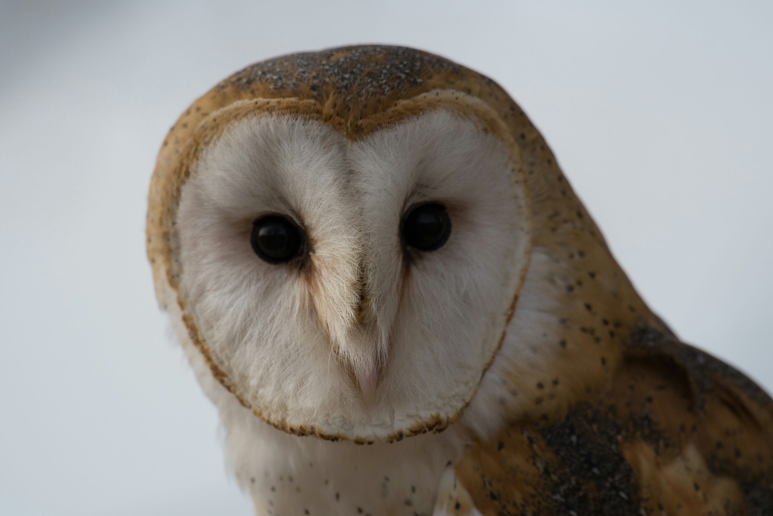 フクロウは気持ち悪い？羽毛の下の衝撃骨格と「不気味」な生態の全貌
