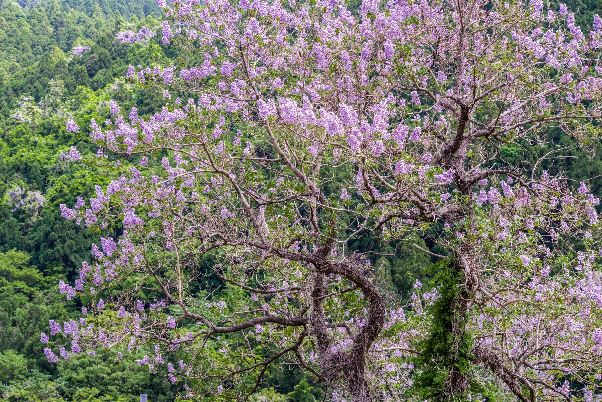 桐の花の意外な花言葉と歴史の真相｜なぜ五七の桐は日本政府の象徴か