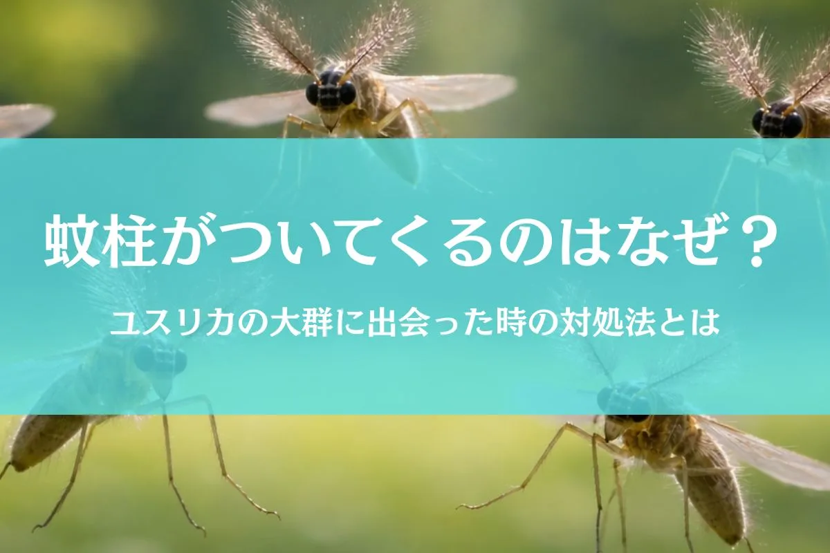 蚊柱が頭の上についてくる理由とは？ユスリカの正体と撃退法を解説