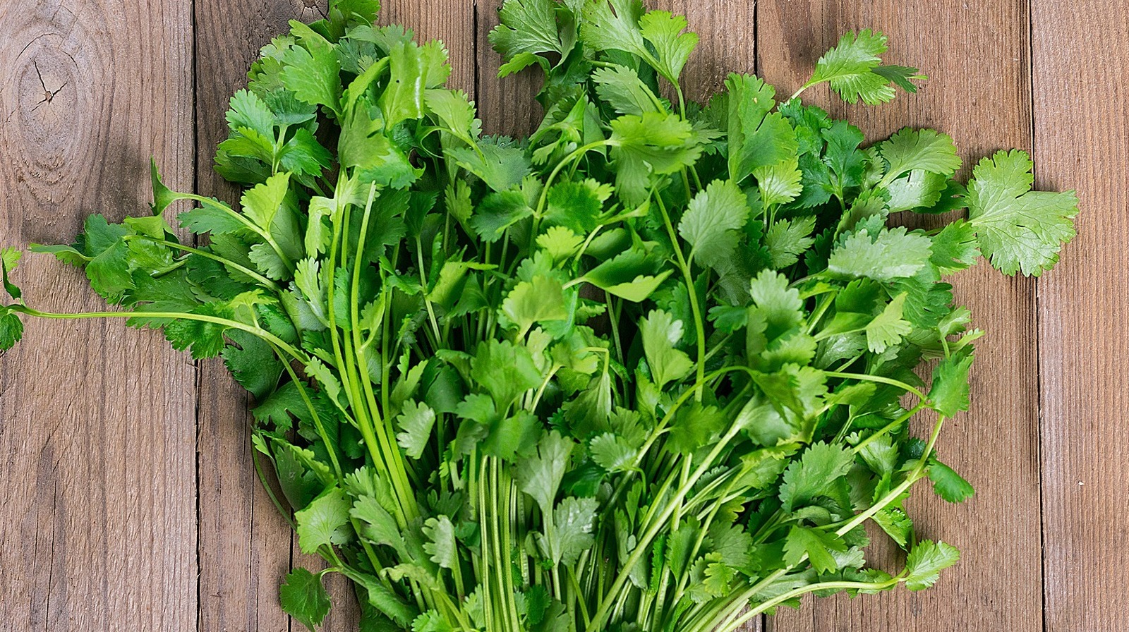 What Can Cilantro Be Used For