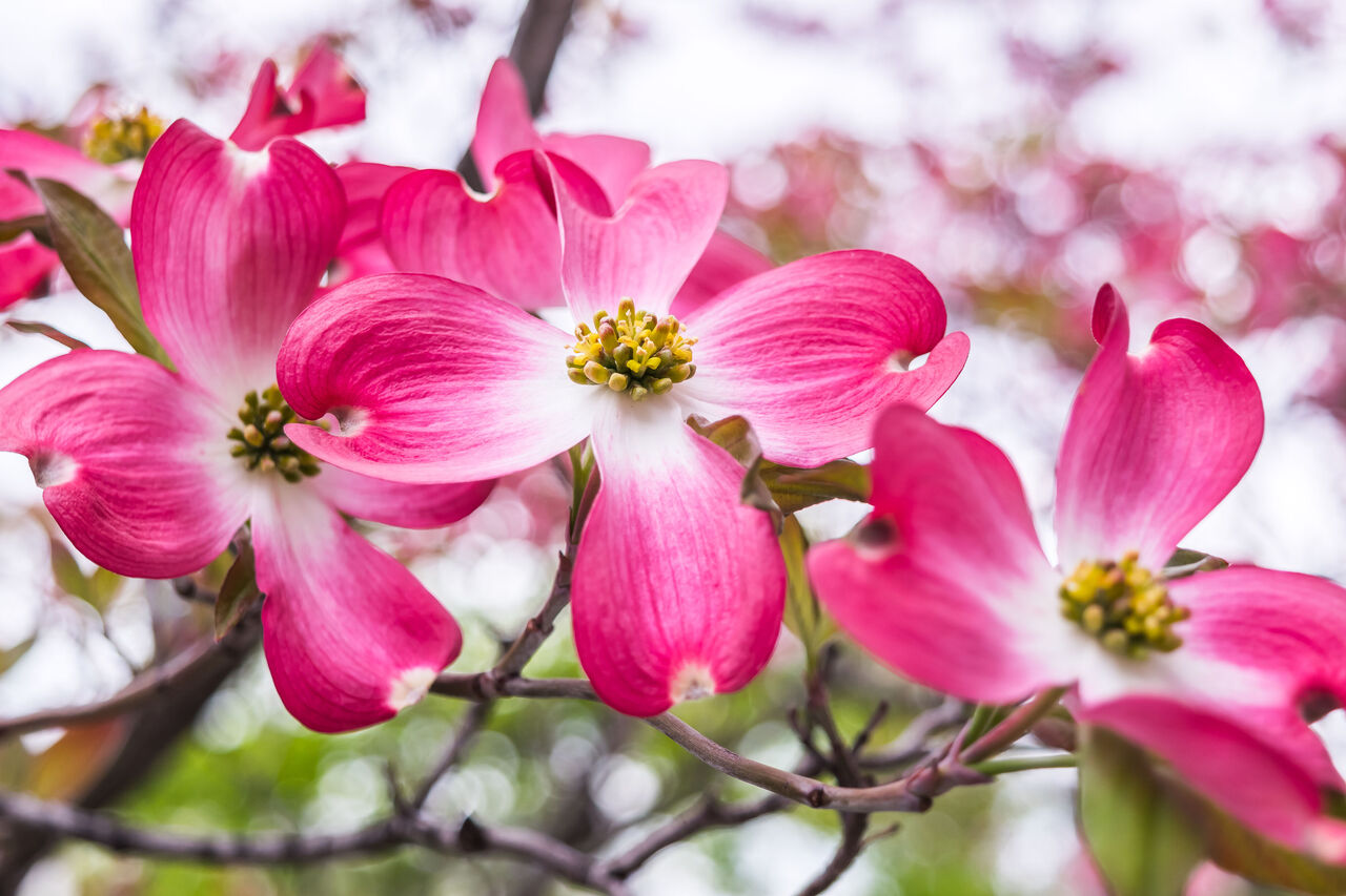 ハナミズキの花言葉に怖い意味はある？色別の由来と贈答マナーを徹底解説