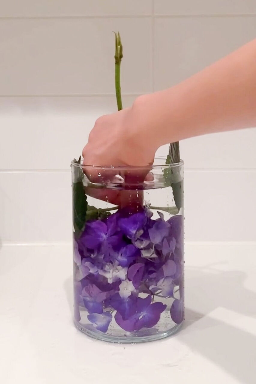 【2026年最新】紫陽花が一瞬で蘇る！プロが教える「水揚げ」決定版テクニックと長持ちの極意