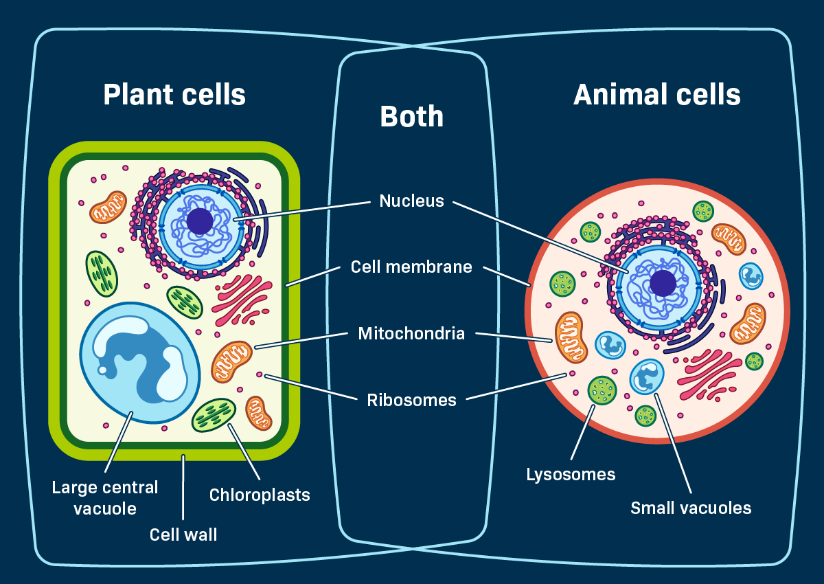 What Are 2 Differences Between Plant and Animal Cells