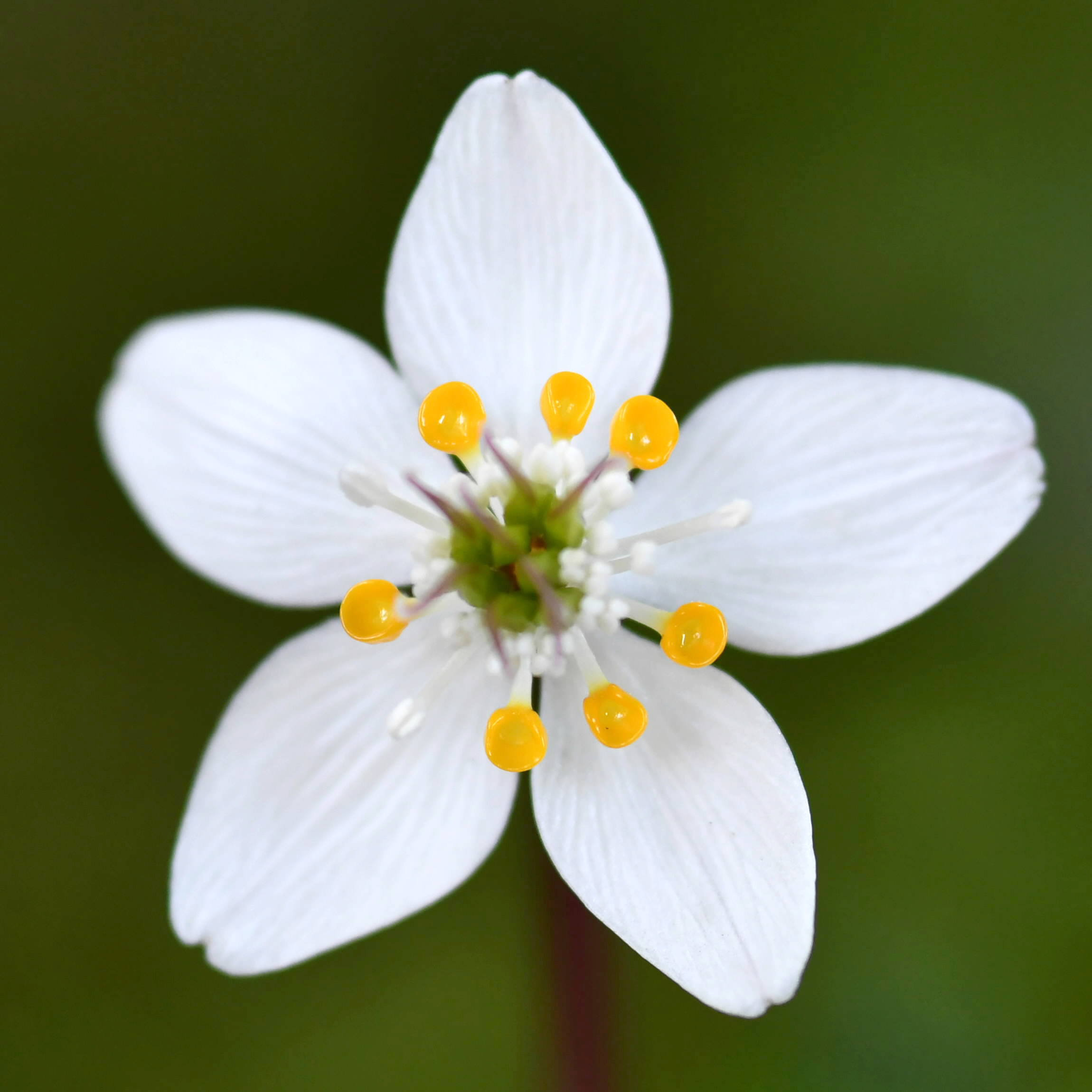 【Wiki風】 花 林 気になる噂と真相 #667