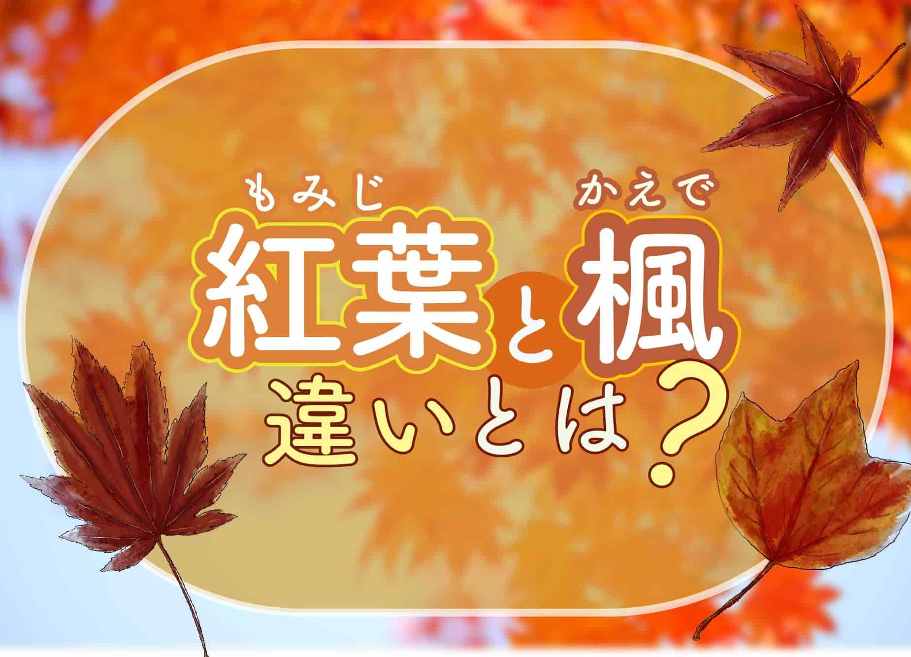 紅葉と楓の違いとは？植物学上の真相と葉で見分ける決定的基準
