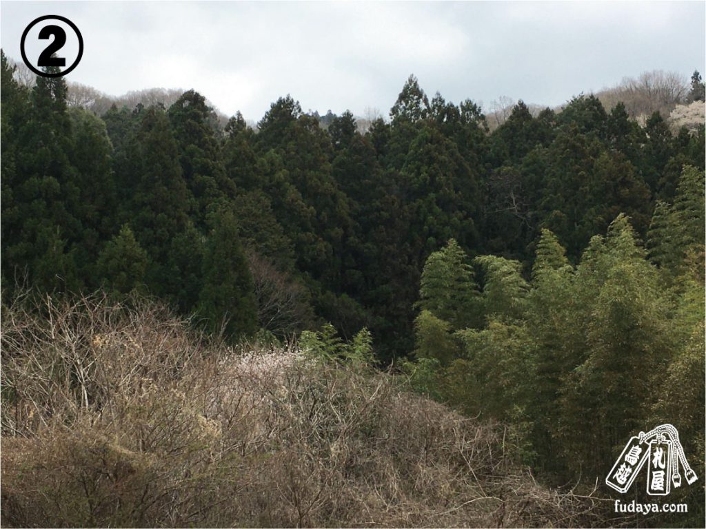 森と林の違いは木の本数ではない？語源と公的基準から暴く新事実