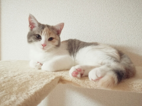【経歴】 小さい 猫 種類 最新熱愛噂まとめ #754