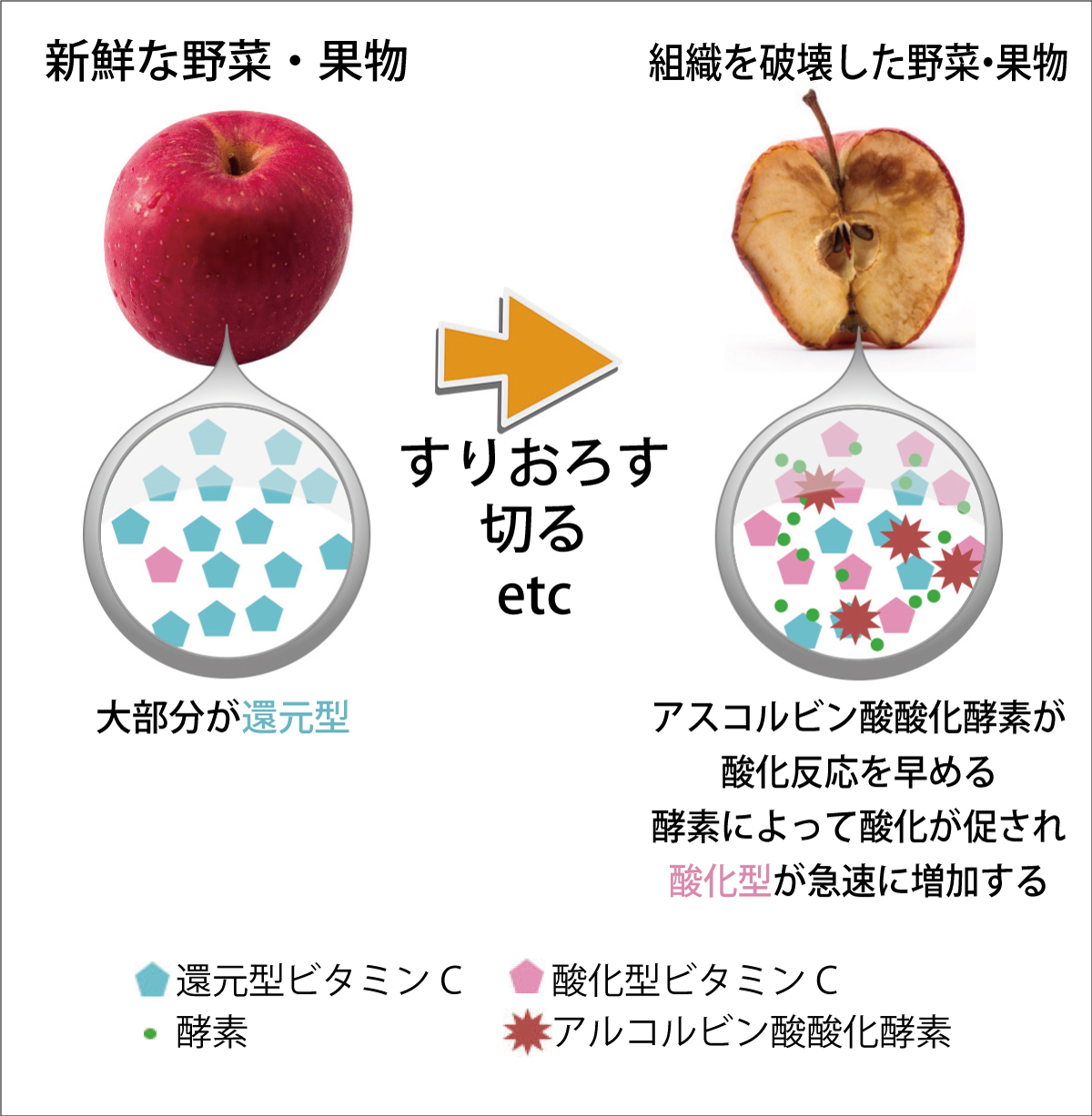 ビタミンCは加熱で壊れるは嘘？調理の真相と残存率を高める決定打