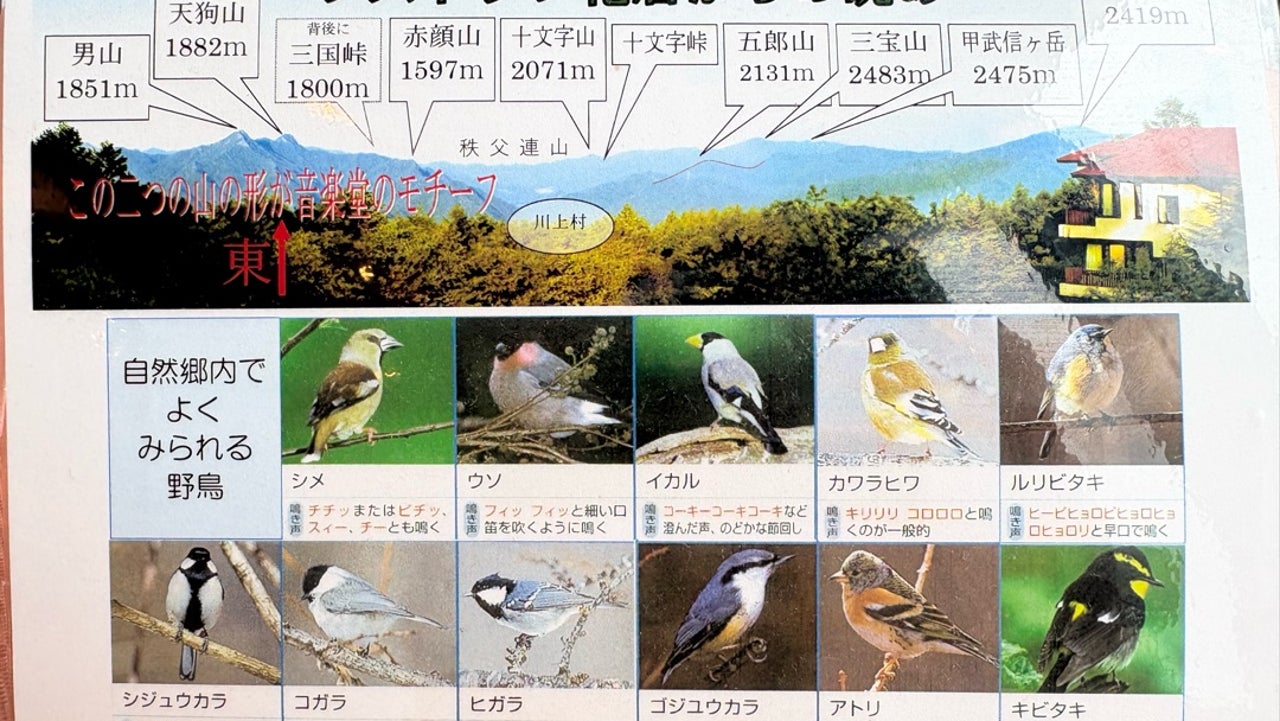 鳥の鳴き声をカタカナで特定！朝夜に響く正体と聞き分け早見表【2026】