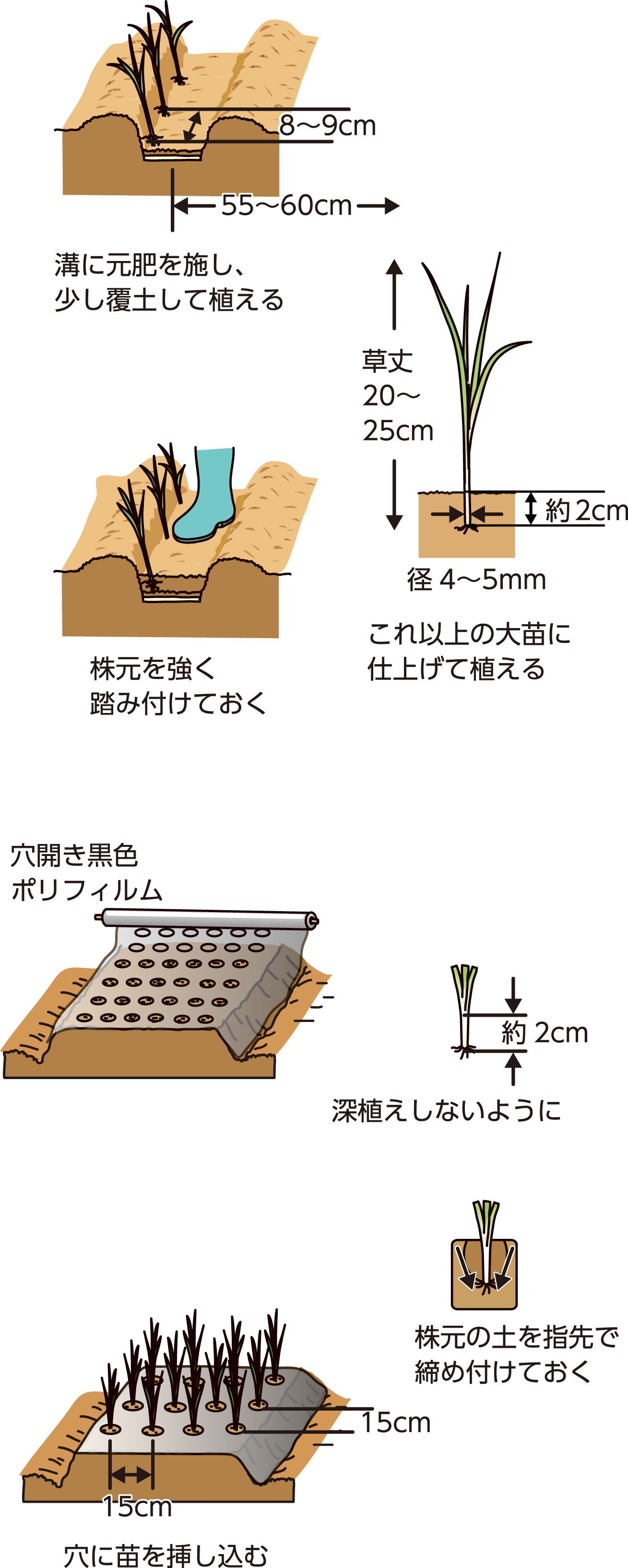 玉ねぎの苗の植え方で失敗しない！枯れ・不作を防ぐ深さと大玉育成術