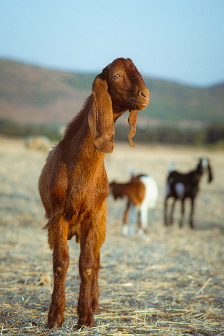 【2026年最新スラング解説】「Goat」ってどういう意味？海外Snsやスポーツ界を熱狂させる言葉の裏側と正しい使い方