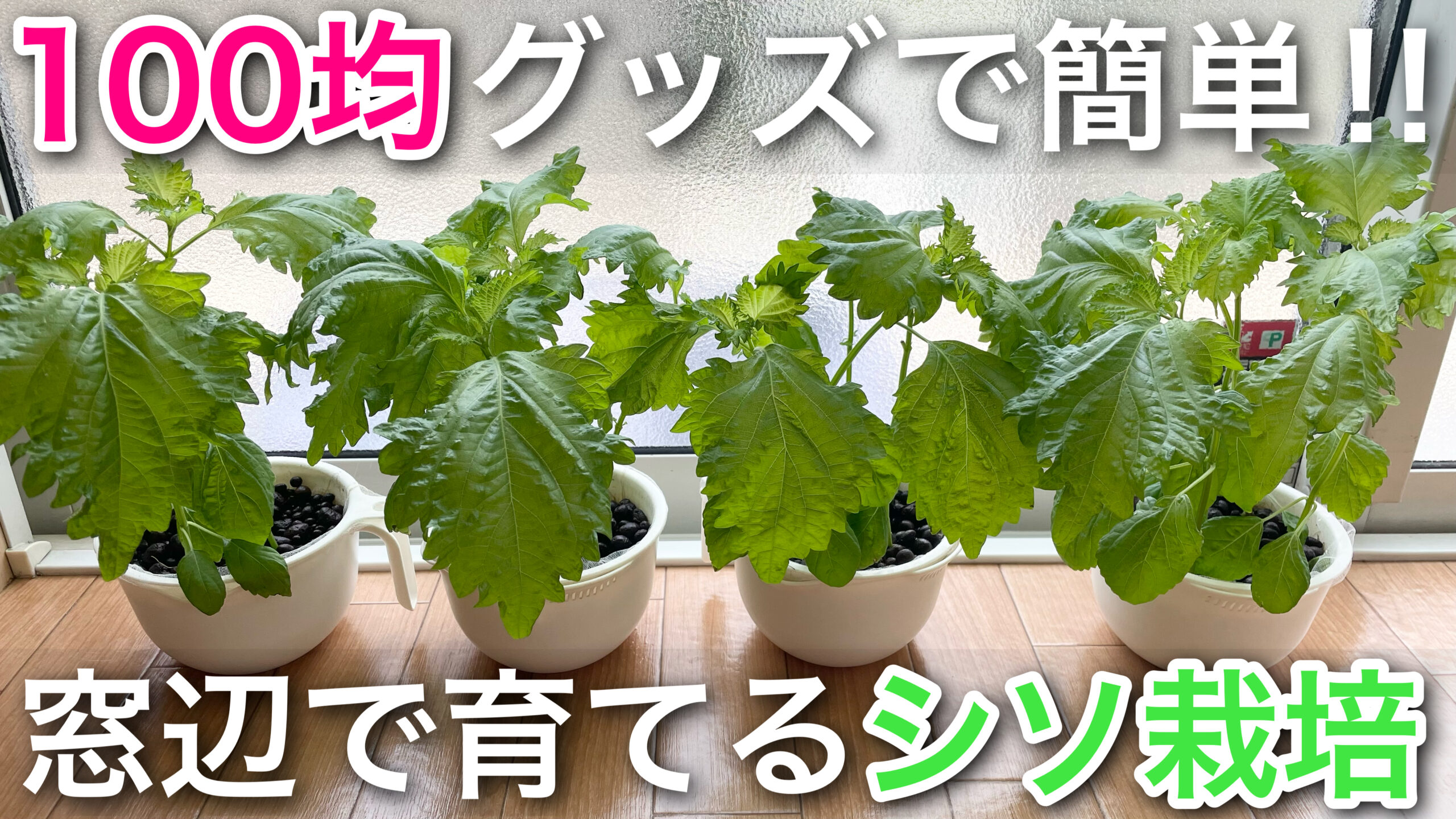 しその水耕栽培で枯れる決定打とは？室内無限収穫を叶える全技術