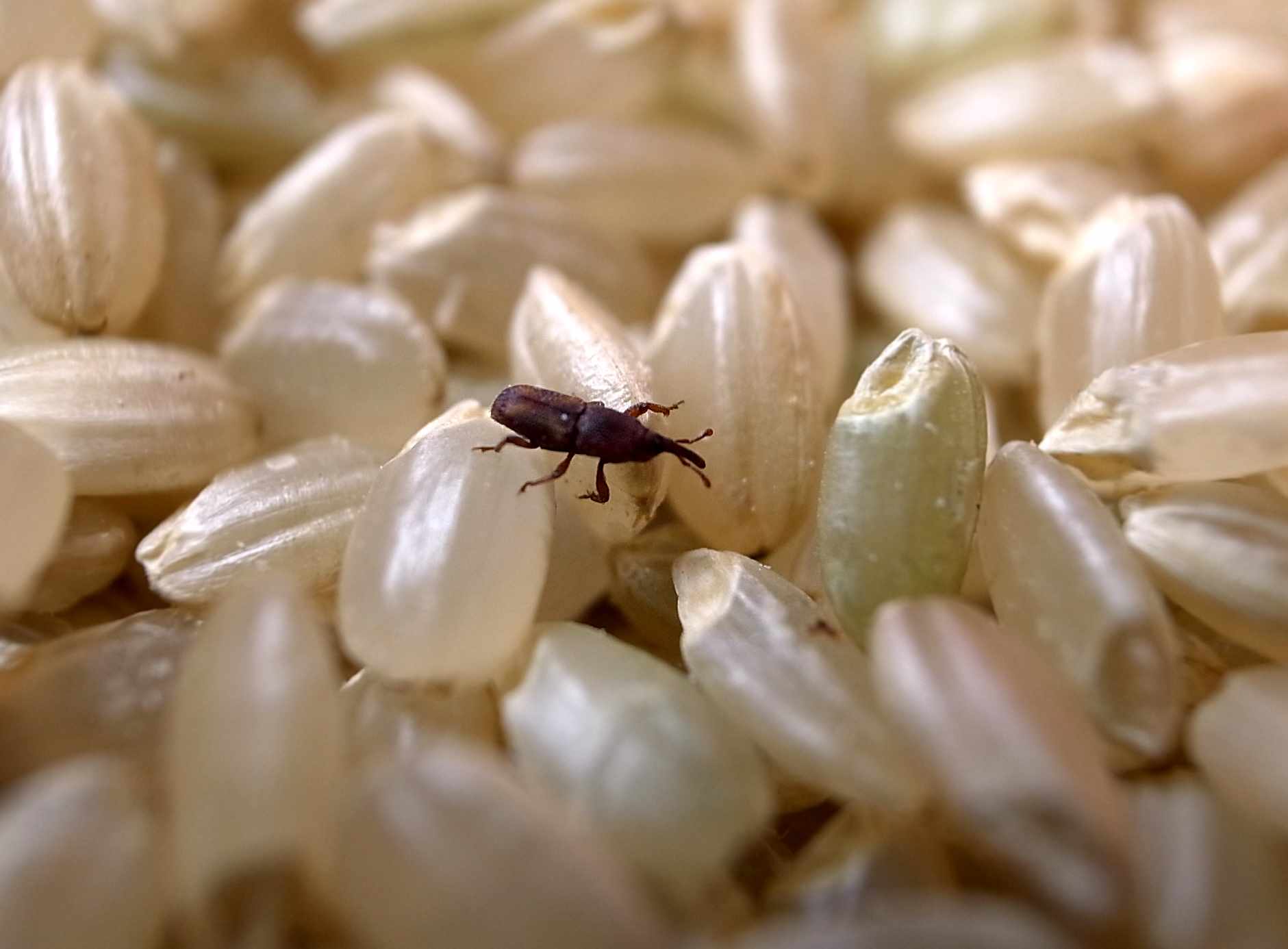 米に虫がわいても食べられる？原因と捨てない復活術＆最新予防策