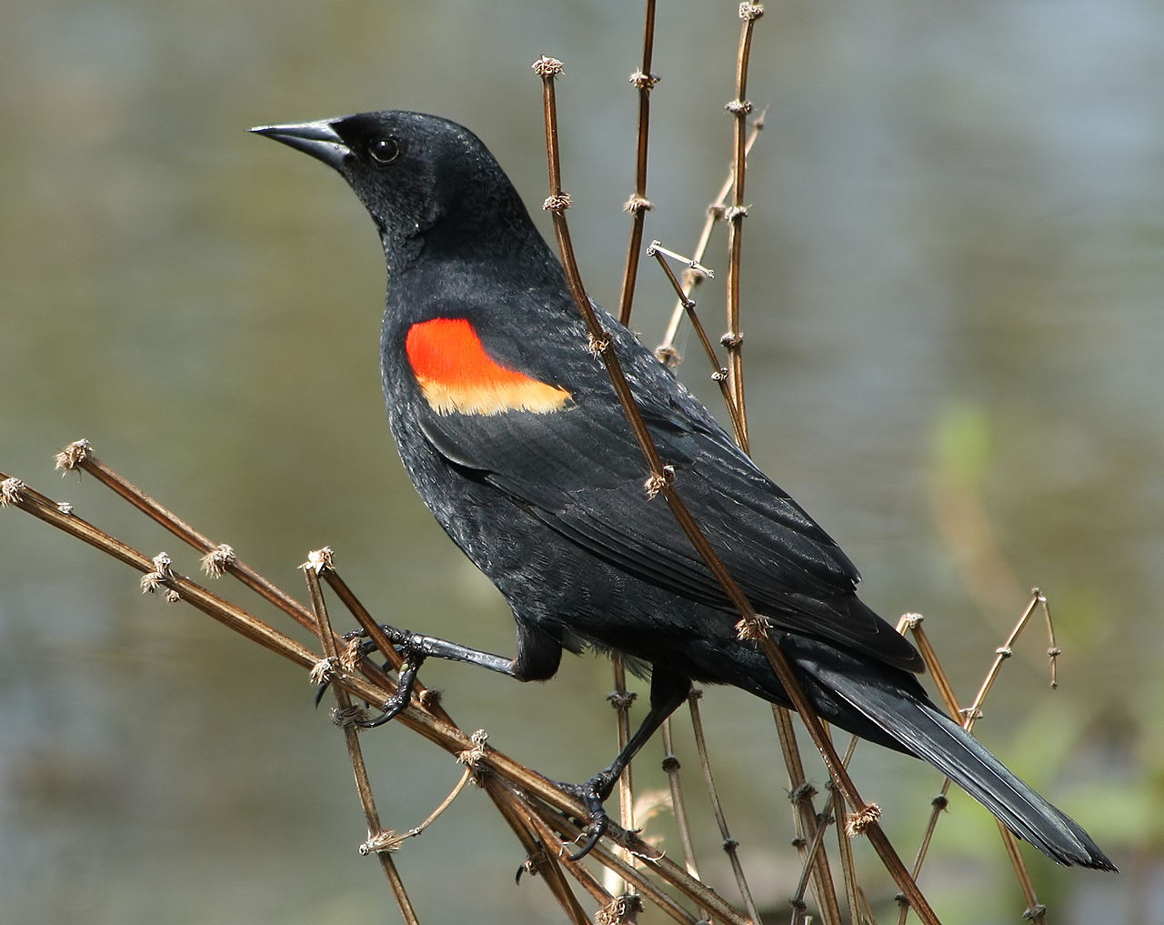 Black Bird with Orange on Wings