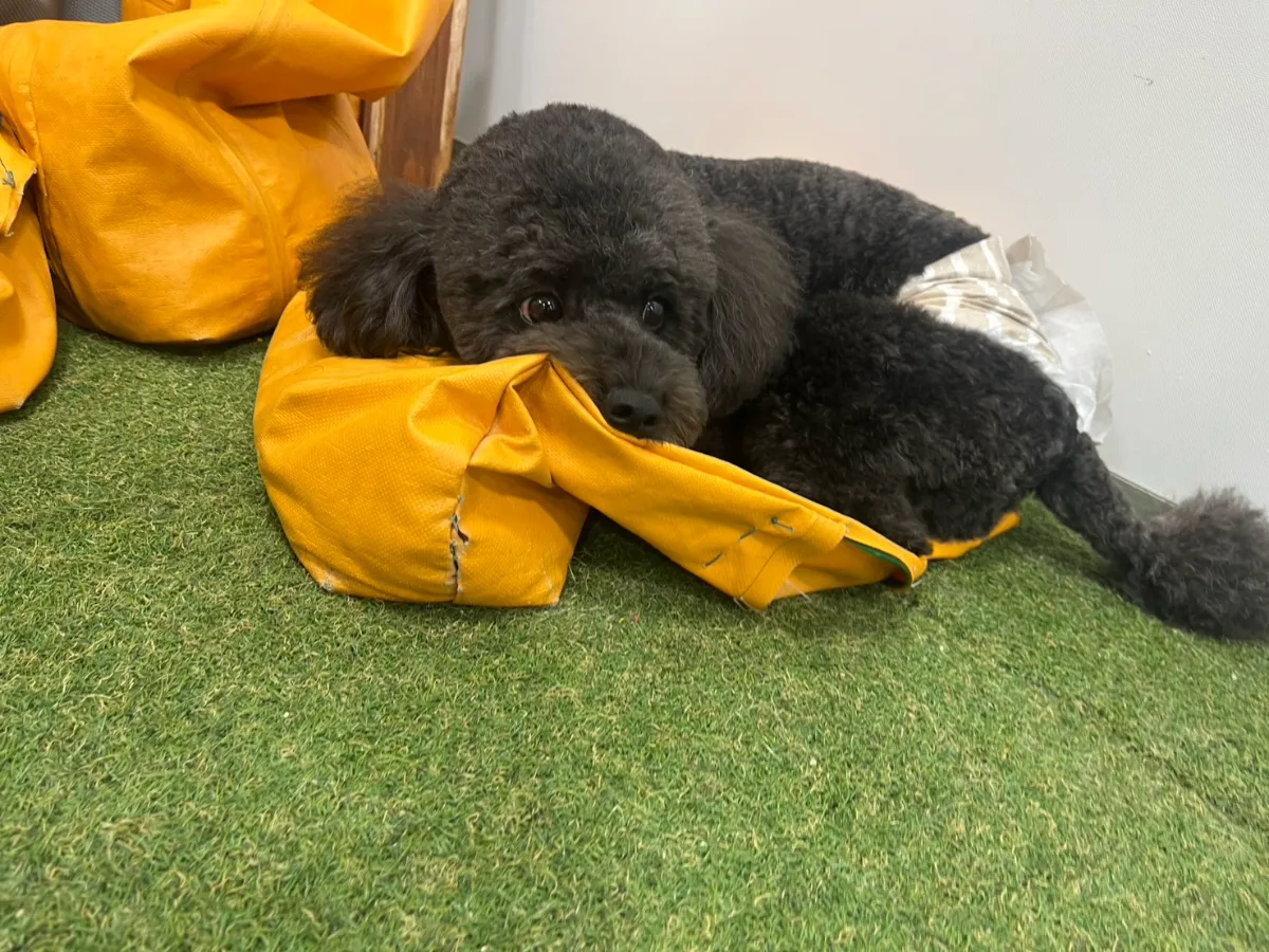 犬の肉球が熱いのは危険サイン？発熱・熱中症の見分け方と対処法