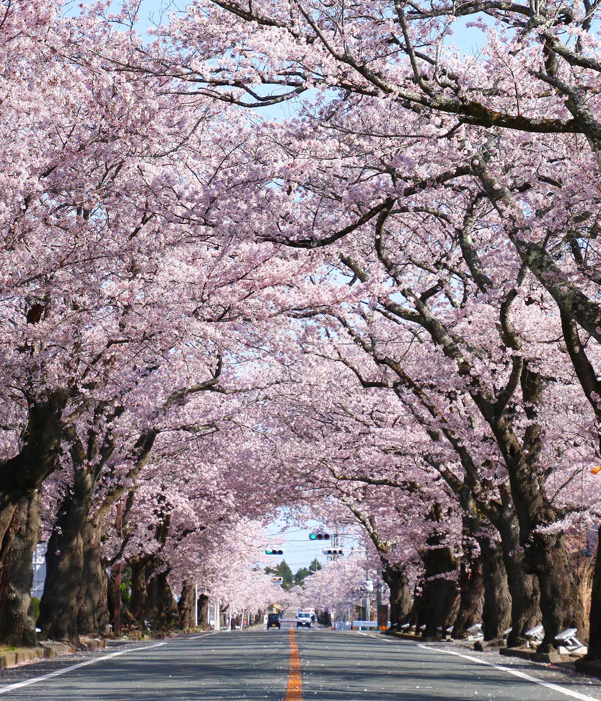 2026年春、全国の桜並木が直面する「樹齢70年の壁」と花見の最新潮流——持続可能な景色へ進む変革の現場から