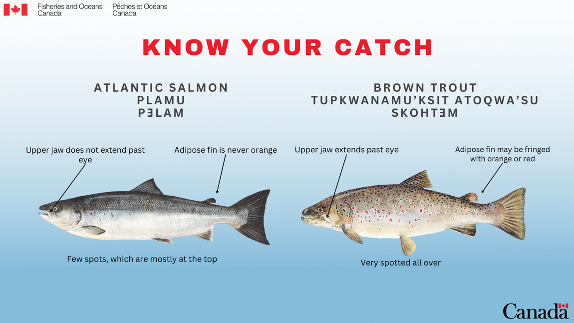 What Is the Difference Between Trout and Salmon